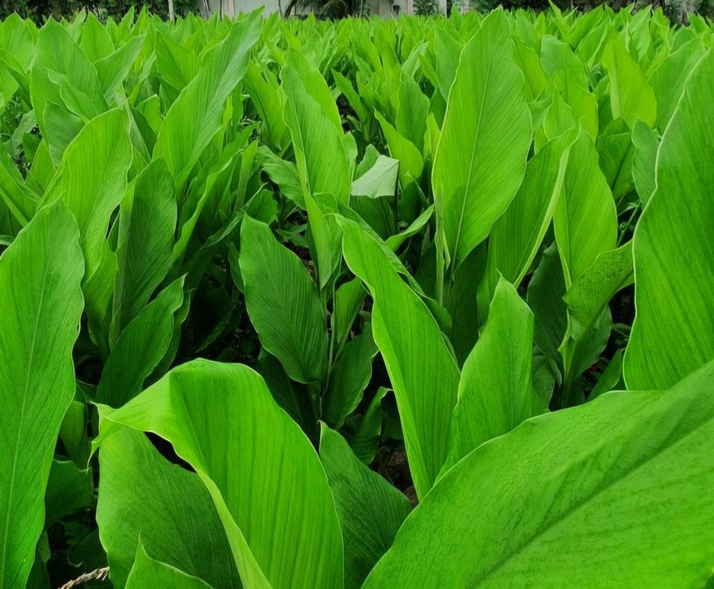 Turmeric organic farming in india
