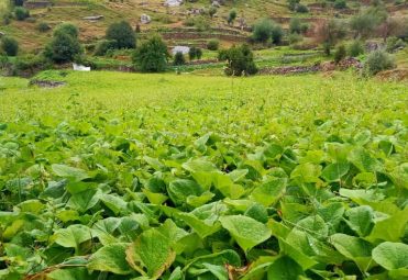 costus root farm