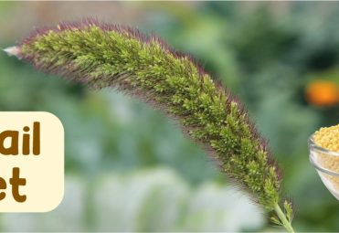 foxtail miller featured img
