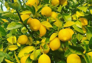 lemon juice manufacturer