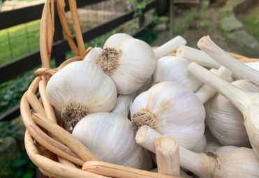 organic garlic