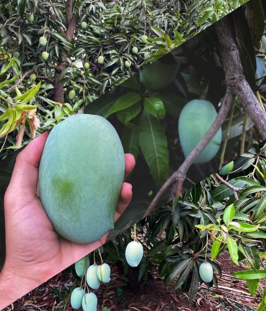 organic kesar mango pulp